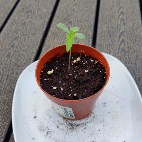 Zamnesia Northern Lights Automatic growlog photo: Second leave pair coming
