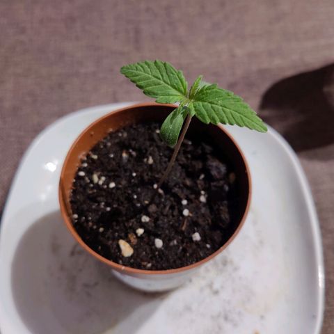 Zamnesia Northern Lights Automatic growlog photo: Growing new leaves