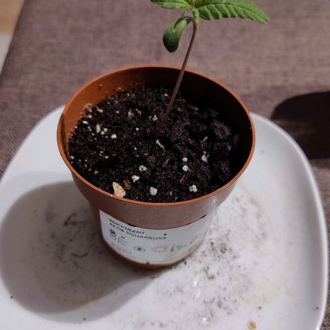 Zamnesia Northern Lights Automatic growlog photo: Growing new leaves
