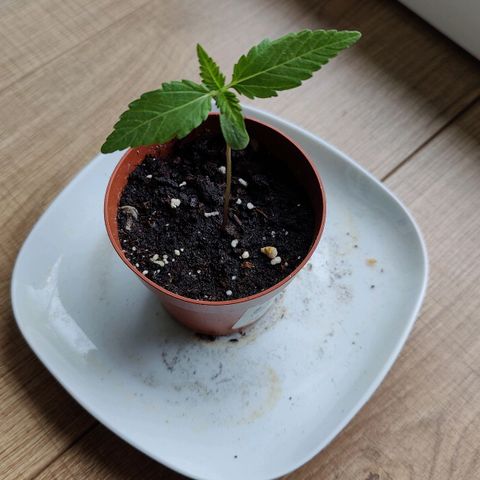 Zamnesia Northern Lights Automatic growlog photo: Second leave pair developed