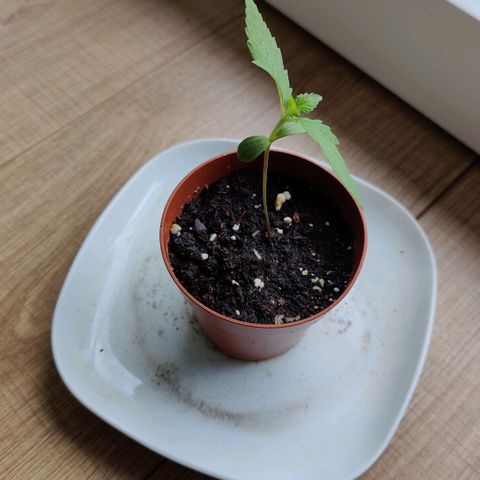 Zamnesia Northern Lights Automatic growlog photo: Second leave pair developed