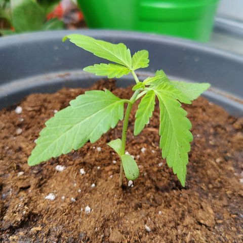 Zamnesia Northern Lights Automatic growlog photo: Bigger pot