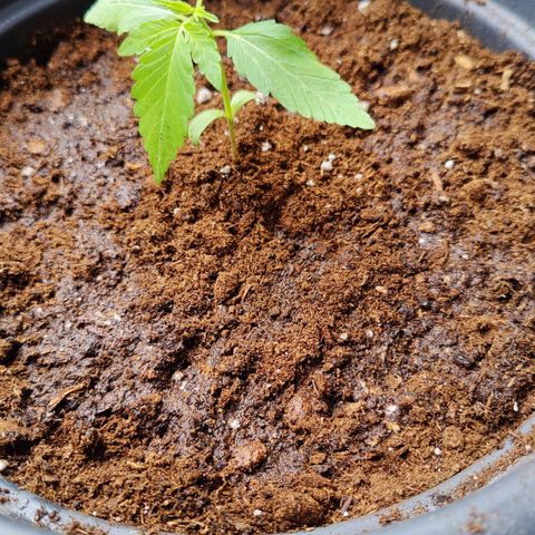 Zamnesia Northern Lights Automatic growlog photo: Bigger pot