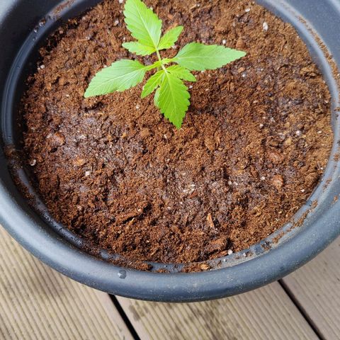 Zamnesia Northern Lights Automatic growlog photo: Bigger pot