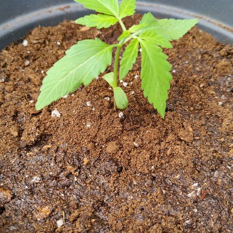 Zamnesia Northern Lights Automatic growlog photo: Bigger pot