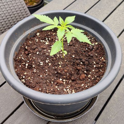 Zamnesia Northern Lights Automatic growlog timeline photo