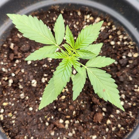 Zamnesia Northern Lights Automatic growlog timeline photo