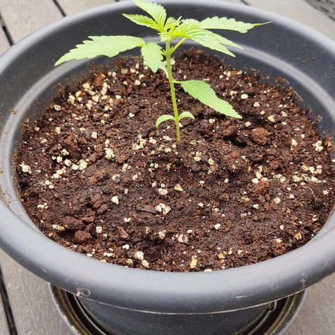 Zamnesia Northern Lights Automatic growlog timeline photo