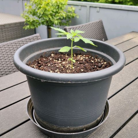 Zamnesia Northern Lights Automatic growlog timeline photo