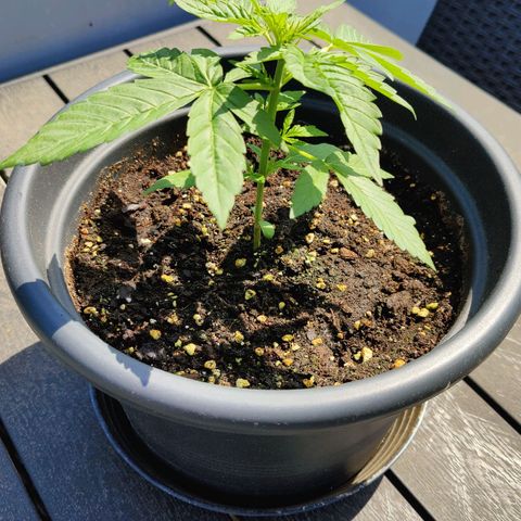 Zamnesia Northern Lights Automatic growlog timeline photo
