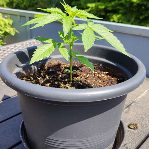 Zamnesia Northern Lights Automatic growlog timeline photo