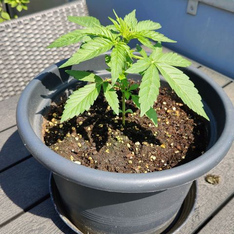 Zamnesia Northern Lights Automatic growlog timeline photo