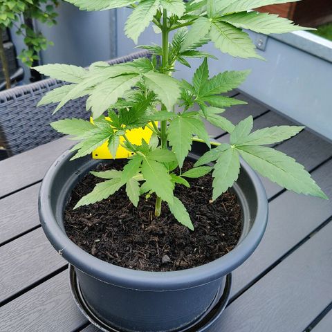 Zamnesia Northern Lights Automatic growlog timeline photo