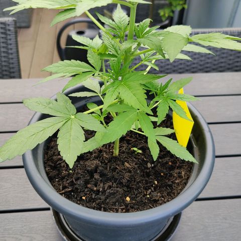 Zamnesia Northern Lights Automatic growlog timeline photo