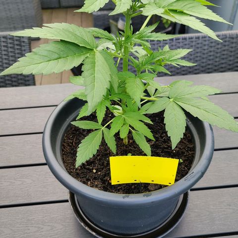 Zamnesia Northern Lights Automatic growlog timeline photo