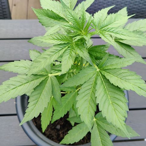 Zamnesia Northern Lights Automatic growlog timeline photo