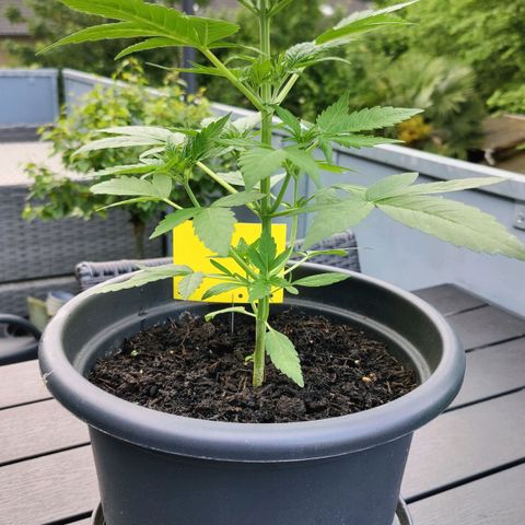 Zamnesia Northern Lights Automatic growlog timeline photo