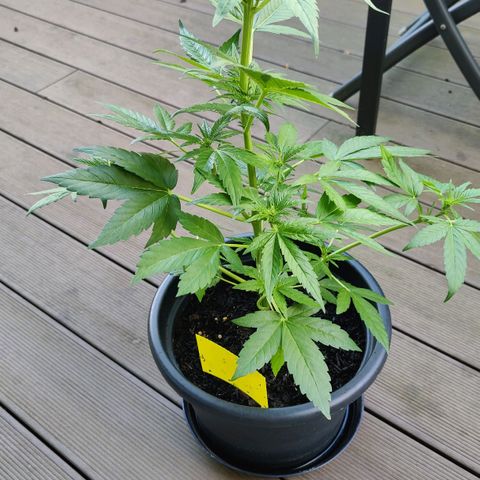 Zamnesia Northern Lights Automatic growlog timeline photo