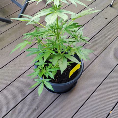 Zamnesia Northern Lights Automatic growlog timeline photo