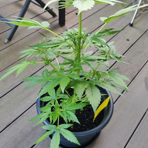 Zamnesia Northern Lights Automatic growlog timeline photo