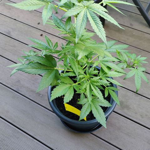 Zamnesia Northern Lights Automatic growlog timeline photo