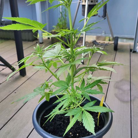 Zamnesia Northern Lights Automatic growlog timeline photo