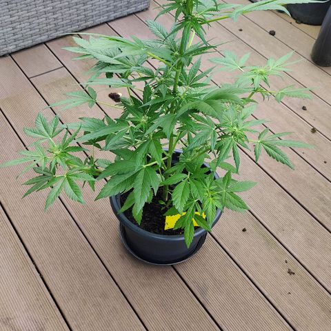 Zamnesia Northern Lights Automatic growlog timeline photo