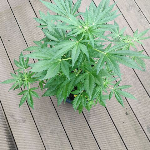 Zamnesia Northern Lights Automatic growlog timeline photo