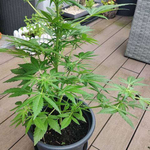 Zamnesia Northern Lights Automatic growlog timeline photo