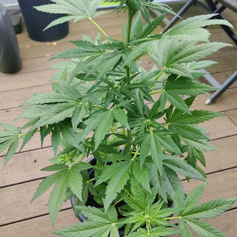 Zamnesia Northern Lights Automatic growlog timeline photo