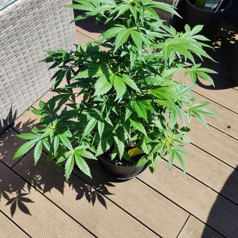Zamnesia Northern Lights Automatic growlog timeline photo