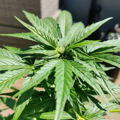 Zamnesia Northern Lights Automatic growlog timeline photo