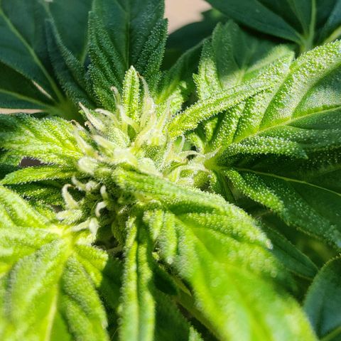 Zamnesia Northern Lights Automatic growlog timeline photo