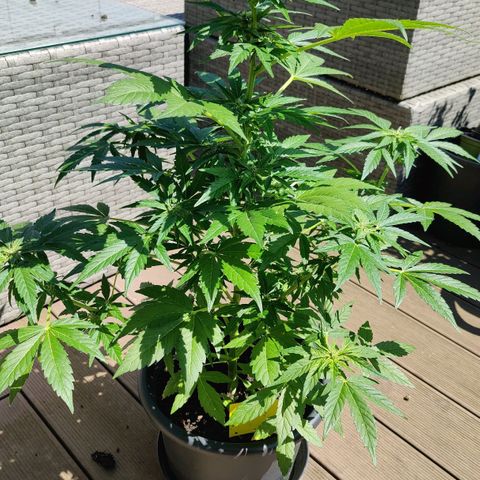 Zamnesia Northern Lights Automatic growlog timeline photo