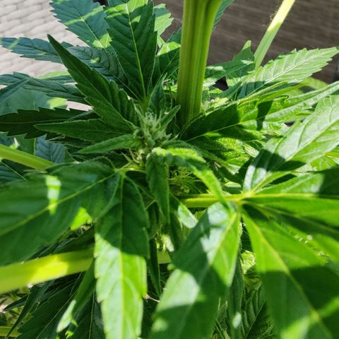 Zamnesia Northern Lights Automatic growlog timeline photo