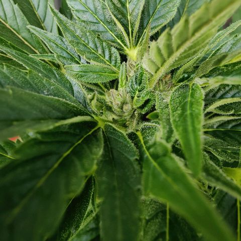 Zamnesia Northern Lights Automatic growlog timeline photo