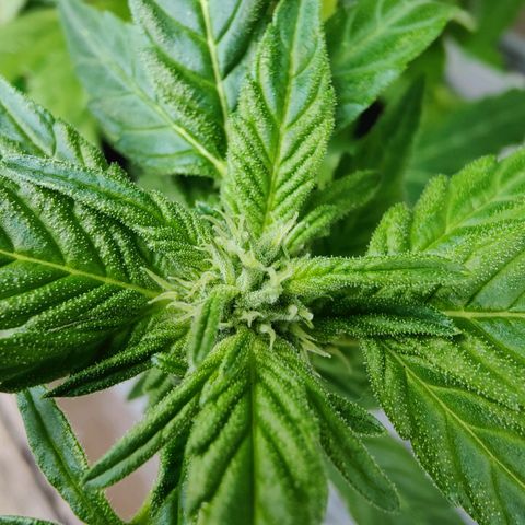 Zamnesia Northern Lights Automatic growlog timeline photo