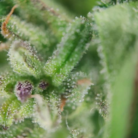 Zamnesia Northern Lights Automatic growlog timeline photo
