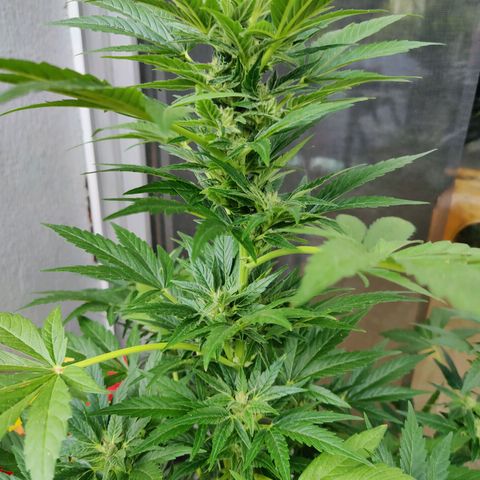 Zamnesia Northern Lights Automatic growlog timeline photo