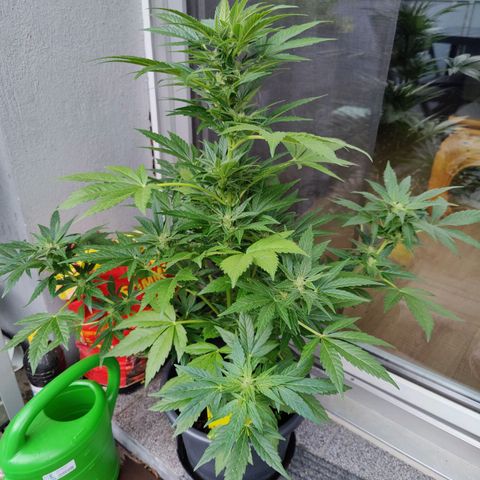 Zamnesia Northern Lights Automatic growlog timeline photo