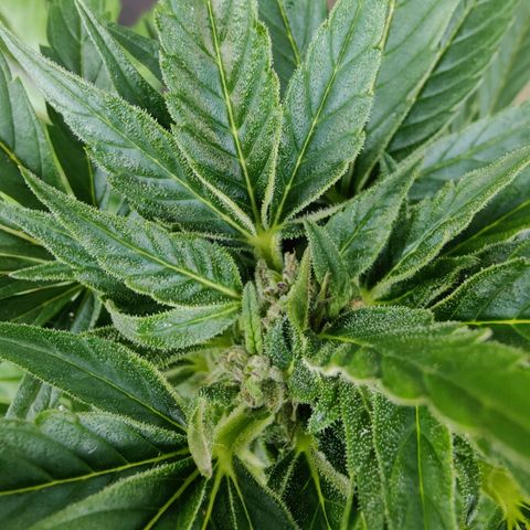 Zamnesia Northern Lights Automatic growlog timeline photo