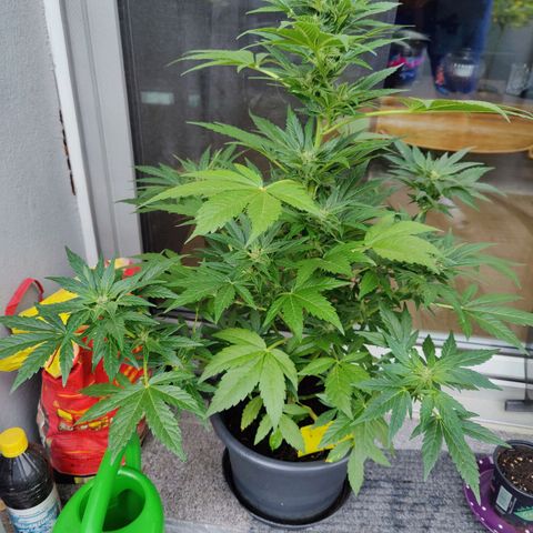 Zamnesia Northern Lights Automatic growlog timeline photo