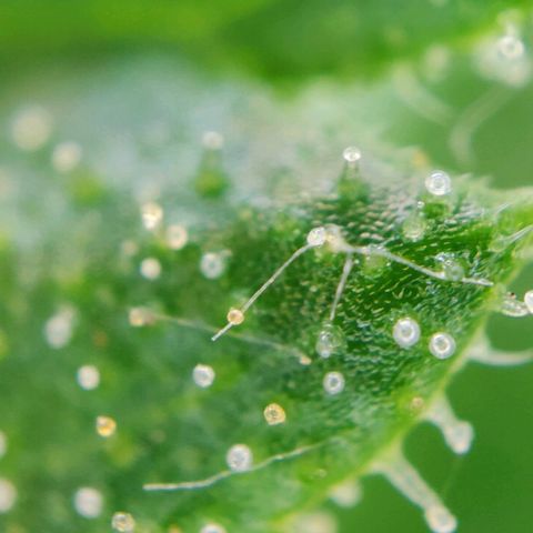 Zamnesia Northern Lights Automatic growlog timeline photo