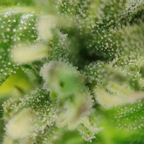 Zamnesia Northern Lights Automatic growlog timeline photo