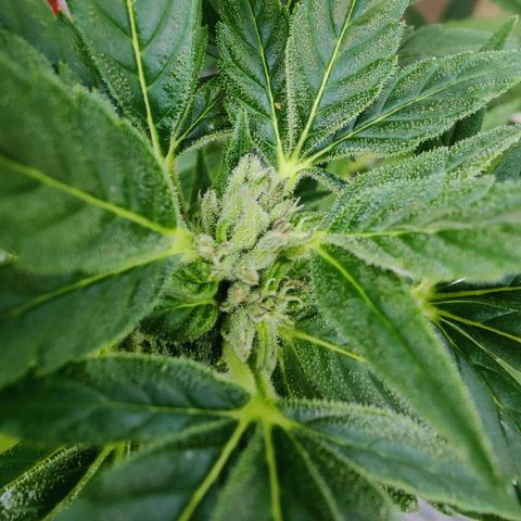 Zamnesia Northern Lights Automatic growlog timeline photo
