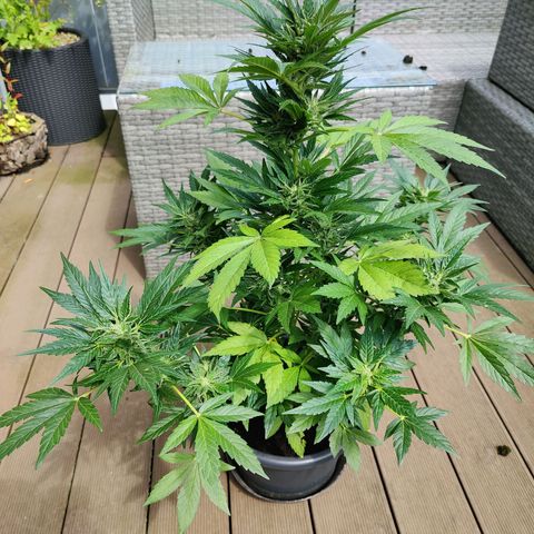 Zamnesia Northern Lights Automatic growlog timeline photo