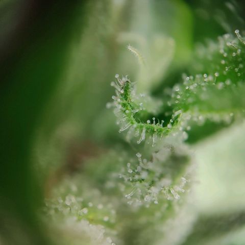 Zamnesia Northern Lights Automatic growlog timeline photo