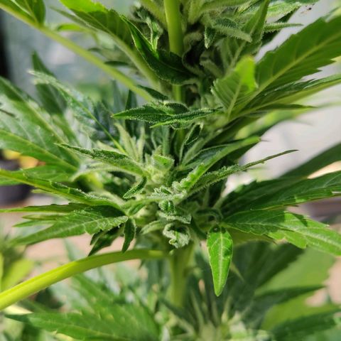Zamnesia Northern Lights Automatic growlog timeline photo