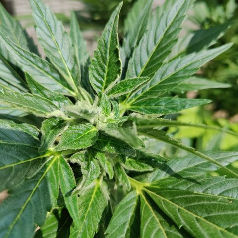 Zamnesia Northern Lights Automatic growlog timeline photo
