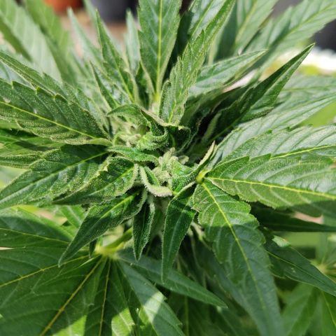 Zamnesia Northern Lights Automatic growlog timeline photo